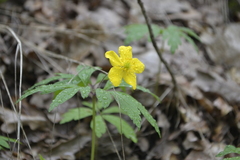 Anemonoides ranunculoides