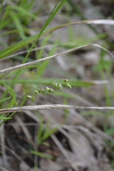 Melica picta