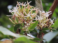 Anodendron benthamianum