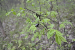 Euonymus verrucosus