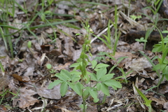 Corydalis cava marschalliana
