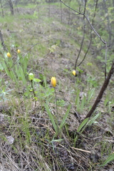 Tulipa sylvestris australis