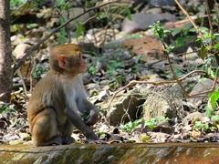 Macaca mulatta