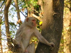 Macaca mulatta