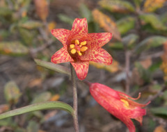 Fritillaria recurva