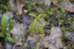 Quercus robur
