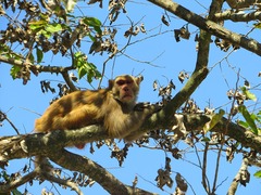 Macaca mulatta