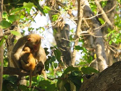 Macaca mulatta
