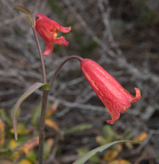 Fritillaria recurva