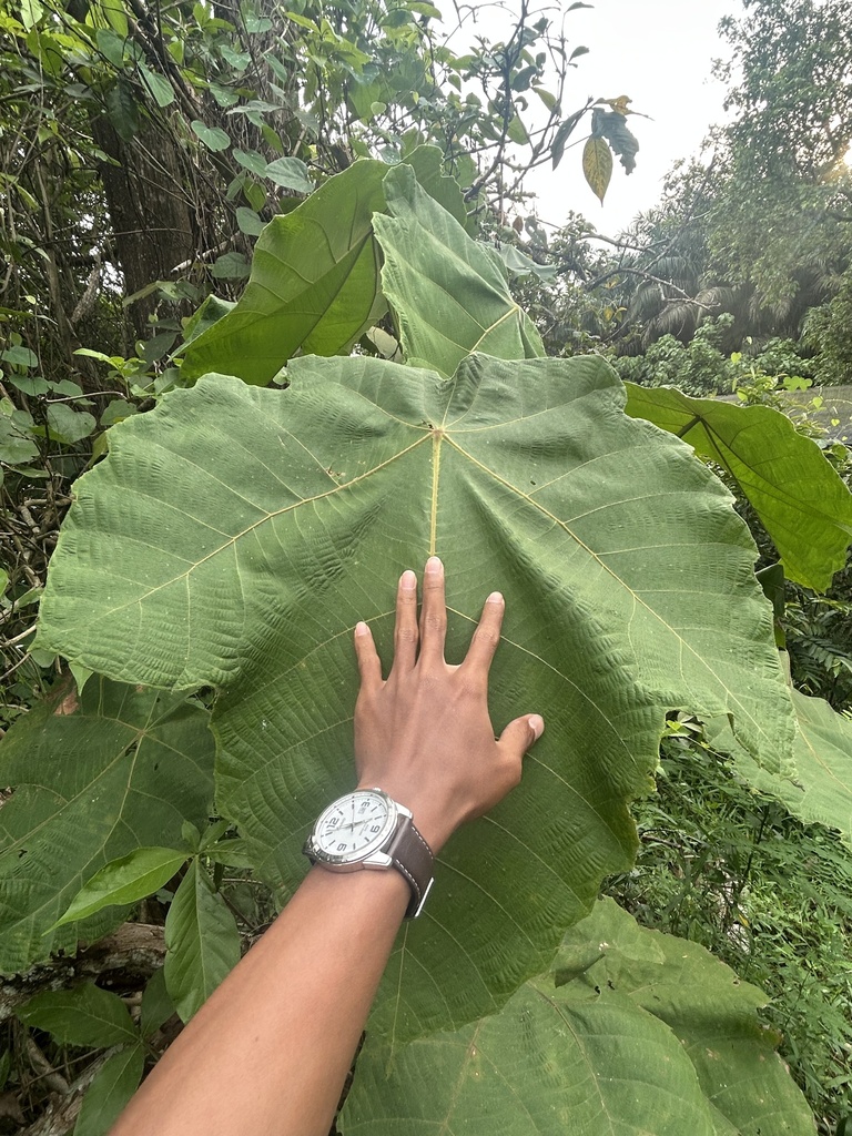 Merkubung (Macaranga gigantea)