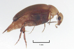 Tolidopalpus nitidocoma