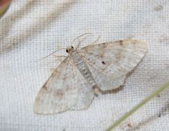 Hydrelia sylvata