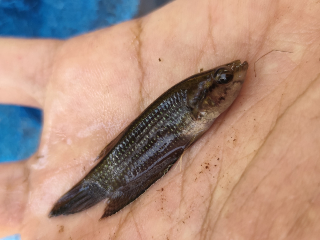 Edith's Mouthbrooder (Betta edithae)
