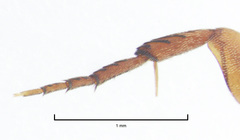 Tolidopalpus nitidocoma