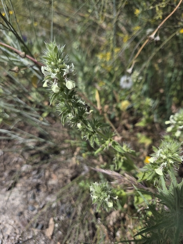 Italian Woundwort