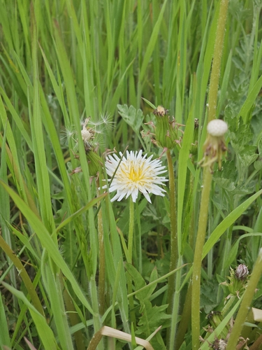 Taraxacum coreanum