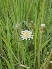 Taraxacum coreanum