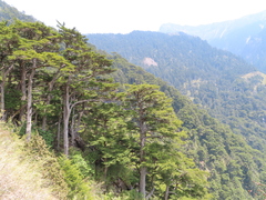 Tsuga chinensis