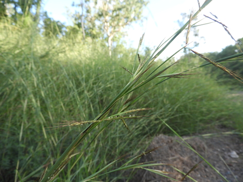 thatching grass