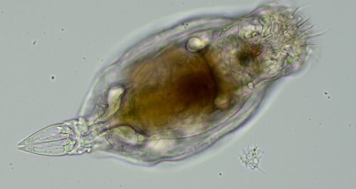 Proales oculata