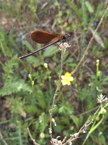 Copper Demoiselle