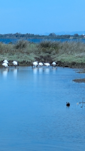 Ibis sacro