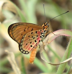 Acraea axina
