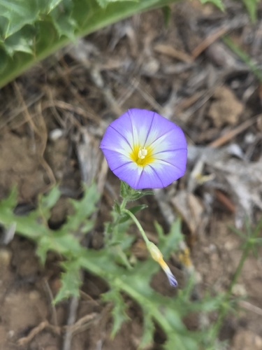Convolvulus meonanthus