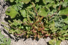Aphanisma blitoides