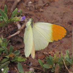 Colotis auxo