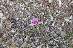 Romulea schlechteri