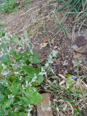 Ouret sanguinolenta