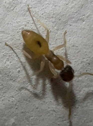 Ghost ant