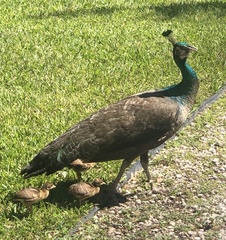 Pavo cristatus × muticus