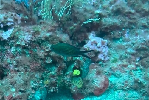 Chromis chromis