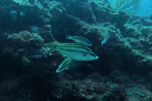 Symphodus tinca