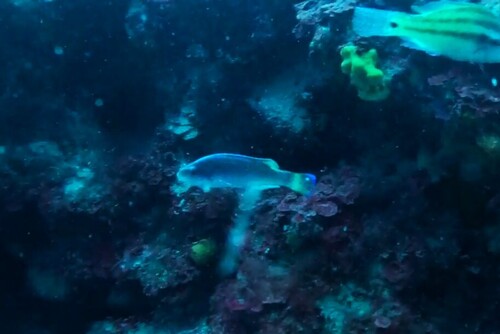 Symphodus melanocercus