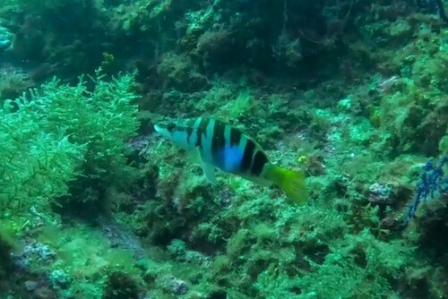 Serranus scriba