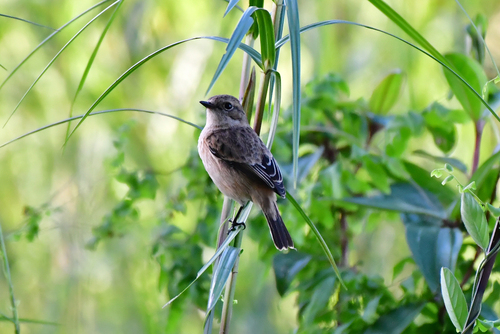 Amur Stonechat