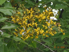 Pterocarpus marsupium