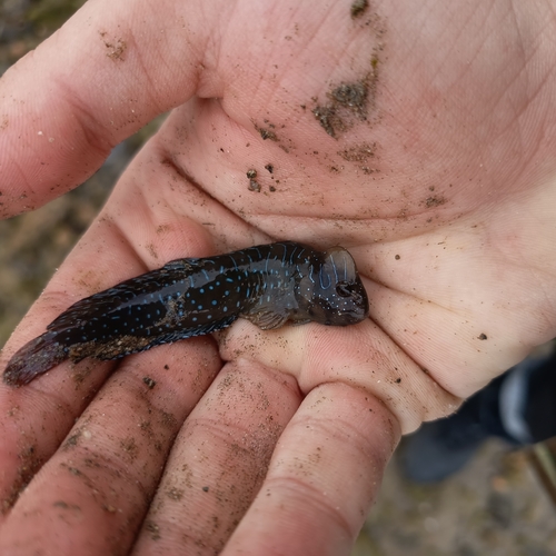 Peacock Blenny