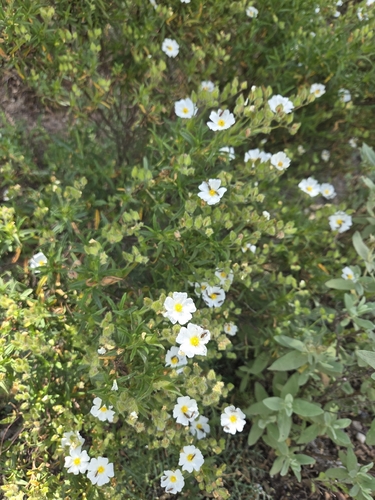 Avistamiento Estepa negra (Cistus monspeliensis)