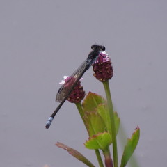 Pseudagrion commoniae