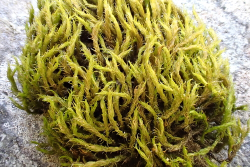 Bucklandiella affinis, 2026-04-24