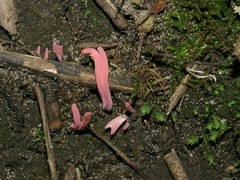 Clavaria rosea