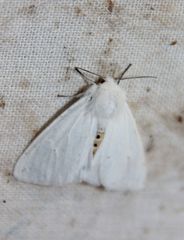 Spilosoma urticae