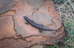 Egerniinae