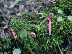 Clavaria rosea