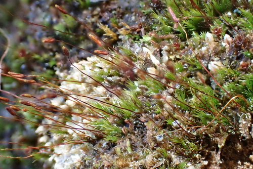 Ditrichum heteromallum observed 2026-04-24