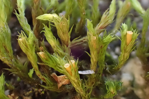 Lewinskya striata observed 2026-04-24